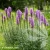 liatris-2.webp