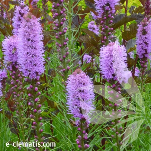 liatris-kobold-sklep.webp