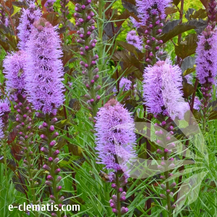 liatris-kobold-sklep.webp