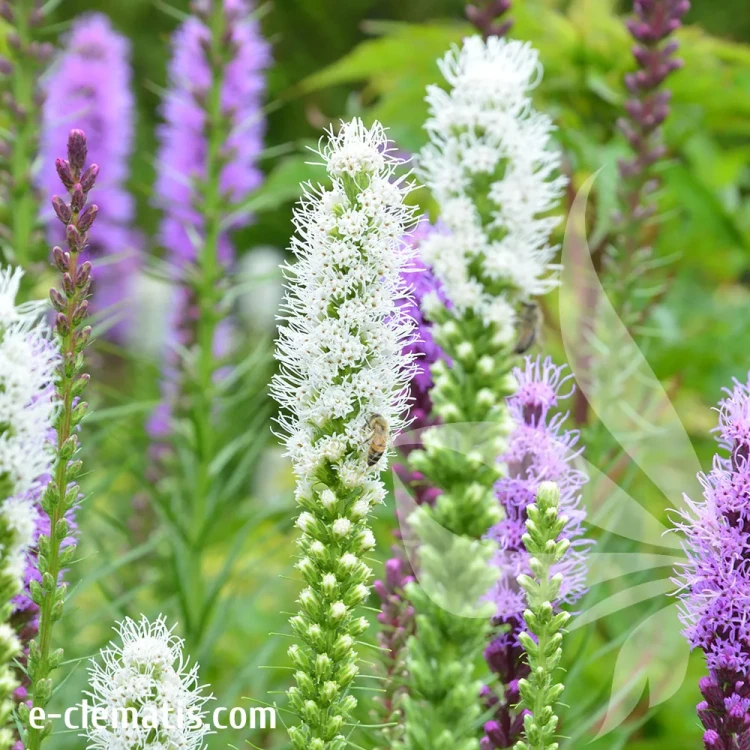 liatris-weiss-sklep.webp