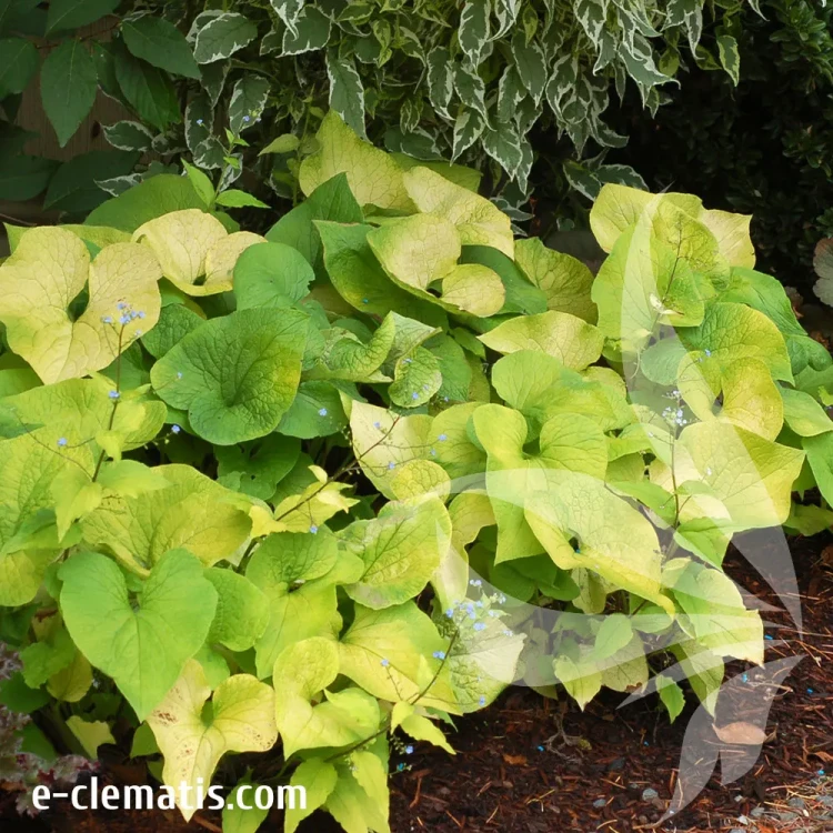 brunnera-dianes-gold-1-e-clematis.webp