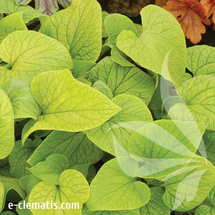 brunnera-dianes-gold-2-e-clematis.webp