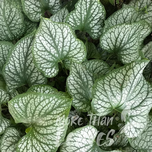 brunnera-jack-frost-1-e-clematis.webp