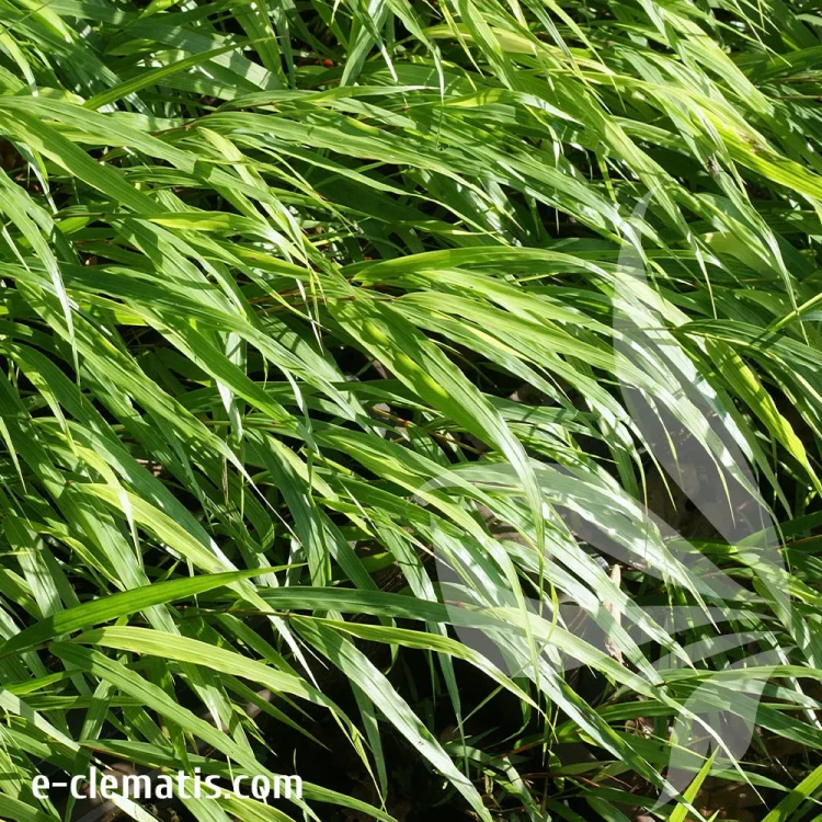 hakonechloa-macra-beni-kaze-1-e-clematis.webp