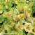 heuchera-electra-1-e-clematis.webp