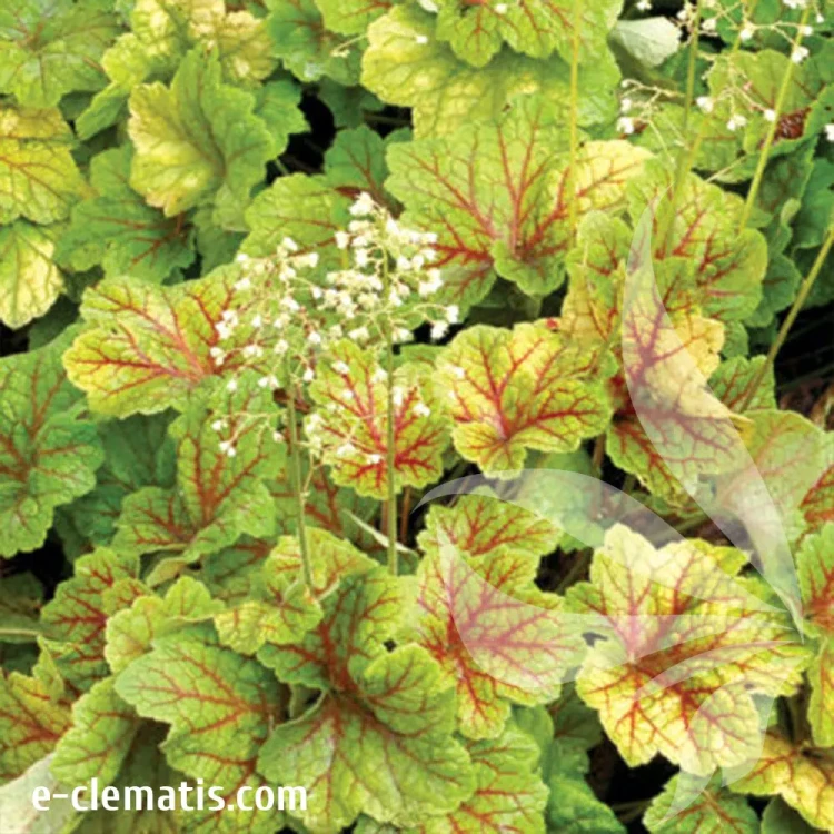 heuchera-electra-1-e-clematis.webp