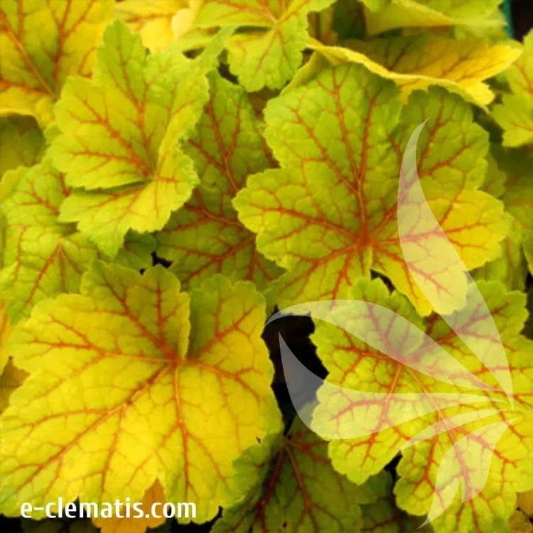heuchera-electra-2-e-clematis.webp