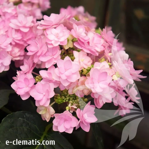 hydrangea-macrophylla-romance-1-e-clematis.webp