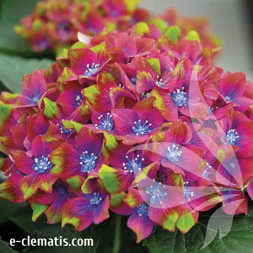hydrangea-macrophylla-saxon-schloss-wackerbarth-2-e-clematis.webp