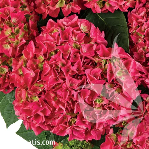 hydrangea-macrophylla-saxon-bright-red-1-e-clematis.webp