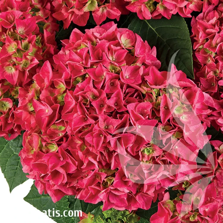 hydrangea-macrophylla-saxon-bright-red-1-e-clematis.webp