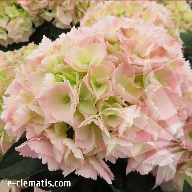 hydrangea-macrophylla-pink-sensation-1-e-clematis.webp