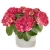 hydrangea-macrophylla-hi-vulcano-1-e-clematis.webp