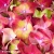 hydrangea-macrophylla-hi-vulcano-2-e-clematis.webp