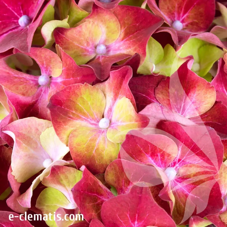 hydrangea-macrophylla-hi-vulcano-2-e-clematis.webp
