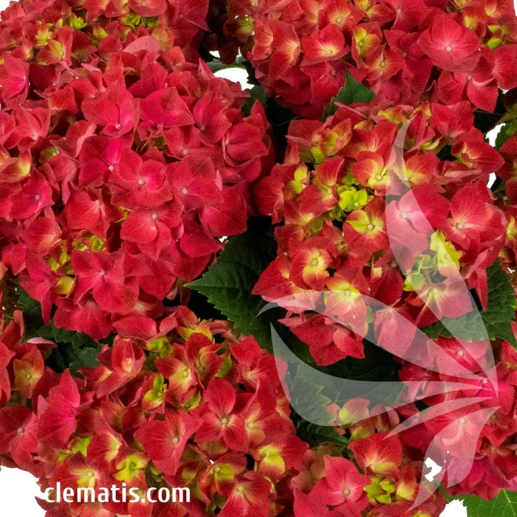 hydrangea-macrophylla-hi-tornado-1-e-clematis.webp