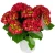 hydrangea-macrophylla-hi-tornado-2-e-clematis.webp