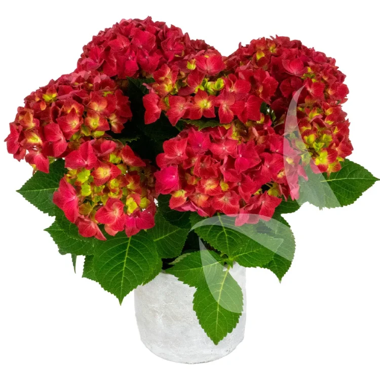 hydrangea-macrophylla-hi-tornado-2-e-clematis.webp