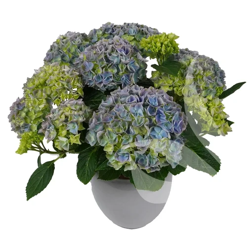 hydrangea-macrophylla-hi-river-1-e-clematis.webp