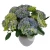 hydrangea-macrophylla-hi-river-1-e-clematis.webp