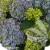 hydrangea-macrophylla-hi-river-2-e-clematis.webp