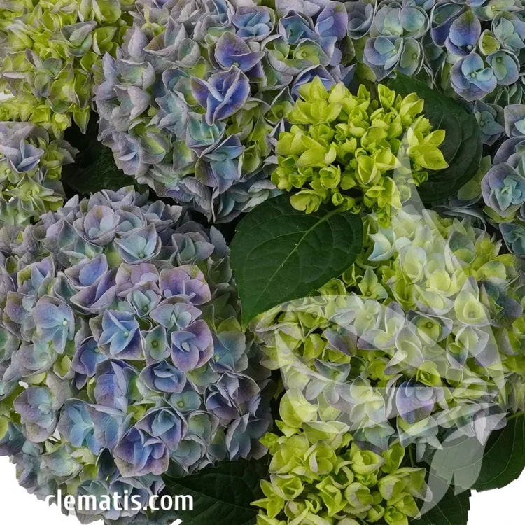 hydrangea-macrophylla-hi-river-2-e-clematis.webp