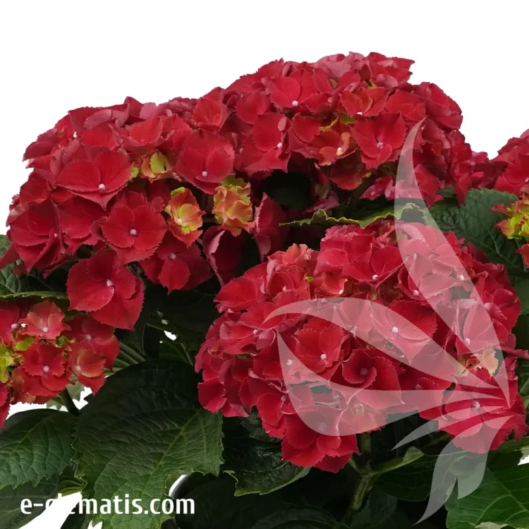 hydrangea-macrophylla-hi-fire-1-e-clematis.webp