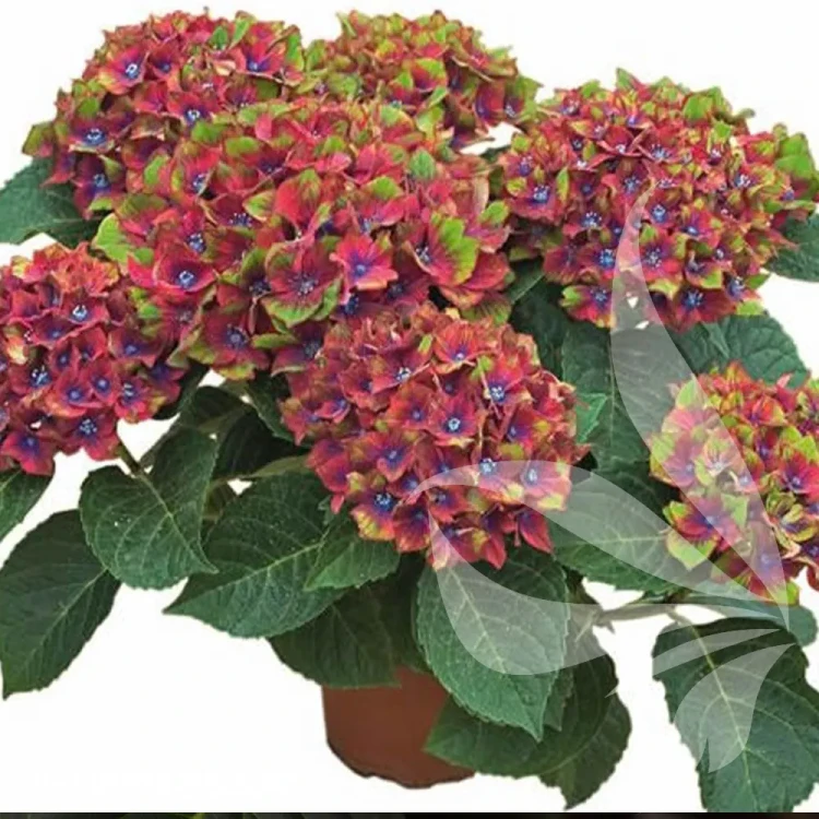 hydrangea-macrophylla-saxon-schloss-wackerbarth-1-e-clematis.webp