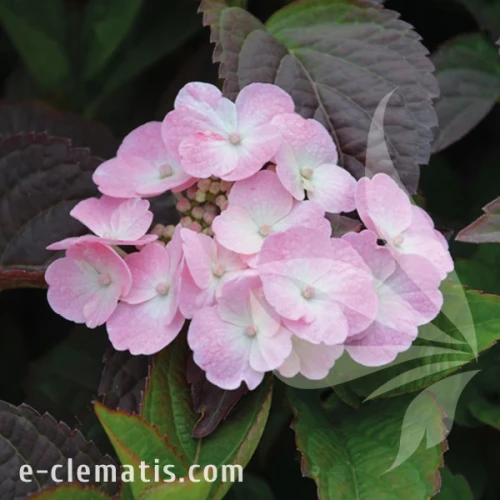 Hydrangea serrata Daredevil.webp