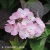 Hydrangea serrata Daredevil.webp