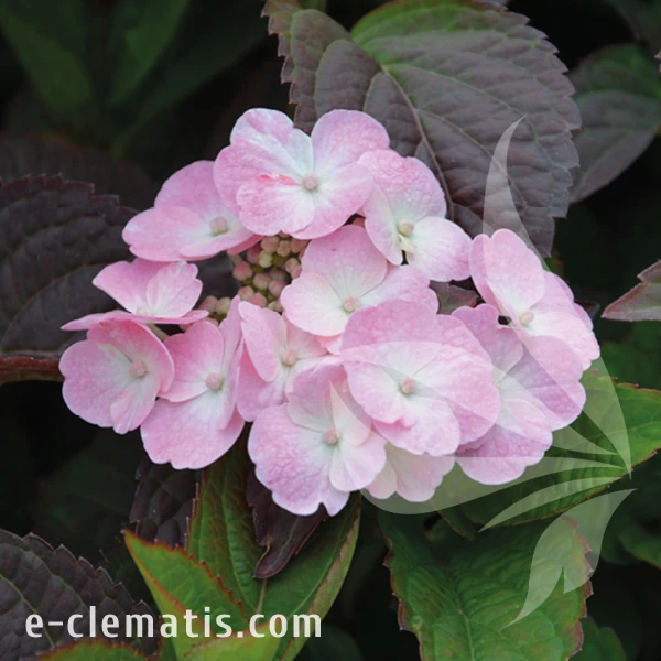 Hydrangea serrata Daredevil.webp