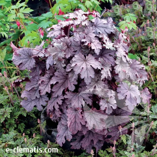 heucherella-plum-cascade-1-e-clematis.webp