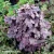 heucherella-plum-cascade-1-e-clematis.webp
