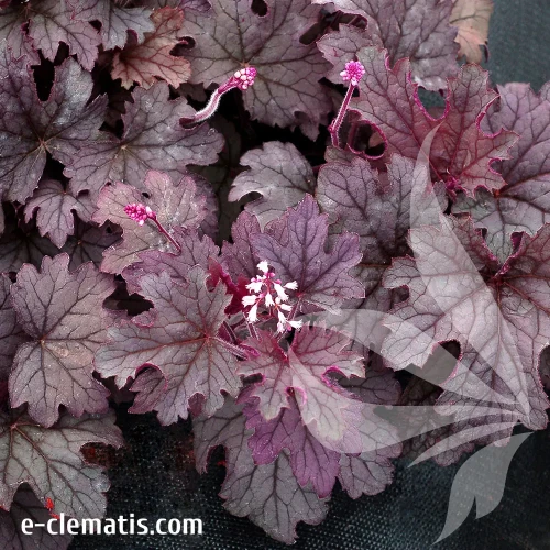 heucherella-plum-cascade-1-e-clematis v2.webp