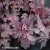 heucherella-plum-cascade-1-e-clematis v2.webp