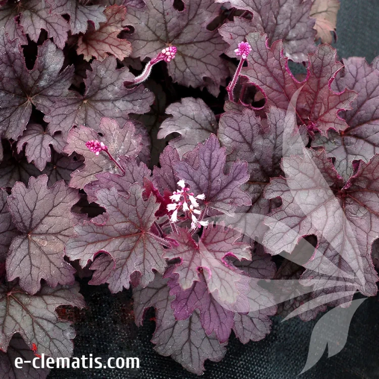 heucherella-plum-cascade-1-e-clematis v2.webp