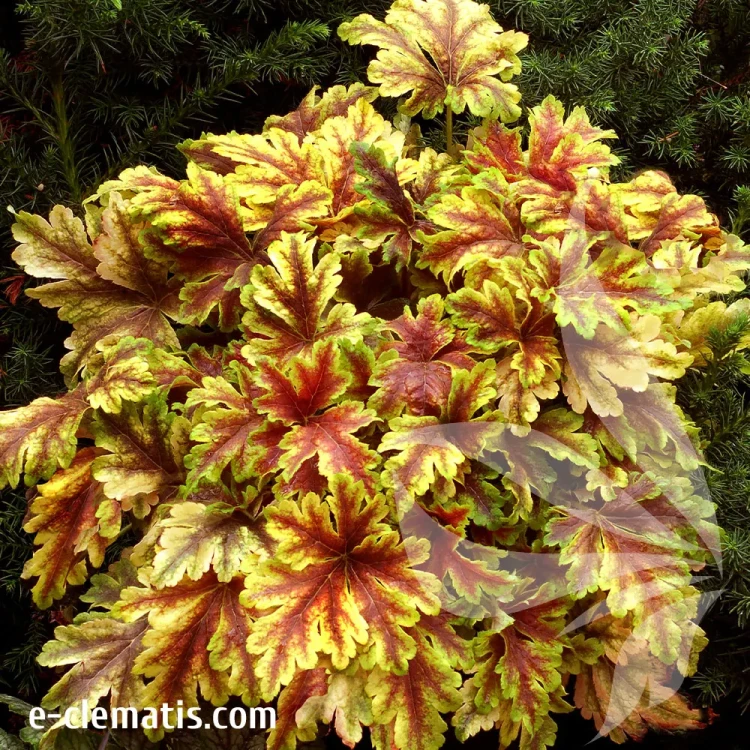 heuchera-gold-zebra-2-e-clematis.webp