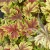 heuchera-gold-zebra-1-e-clematis.webp