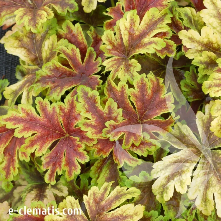 heuchera-gold-zebra-1-e-clematis.webp