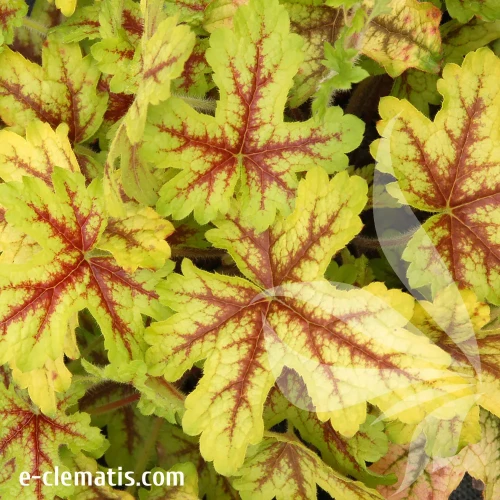 heuchera-alabama-sunrise-2-e-clematis.webp