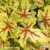heuchera-alabama-sunrise-2-e-clematis.webp