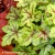 heuchera-alabama-sunrise-1-e-clematis.webp