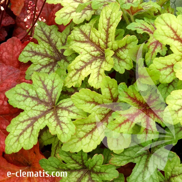 heuchera-alabama-sunrise-1-e-clematis.webp