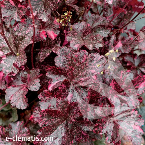 heuchera-midnight-rose-1-e-clematis.webp