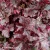 heuchera-midnight-rose-1-e-clematis.webp