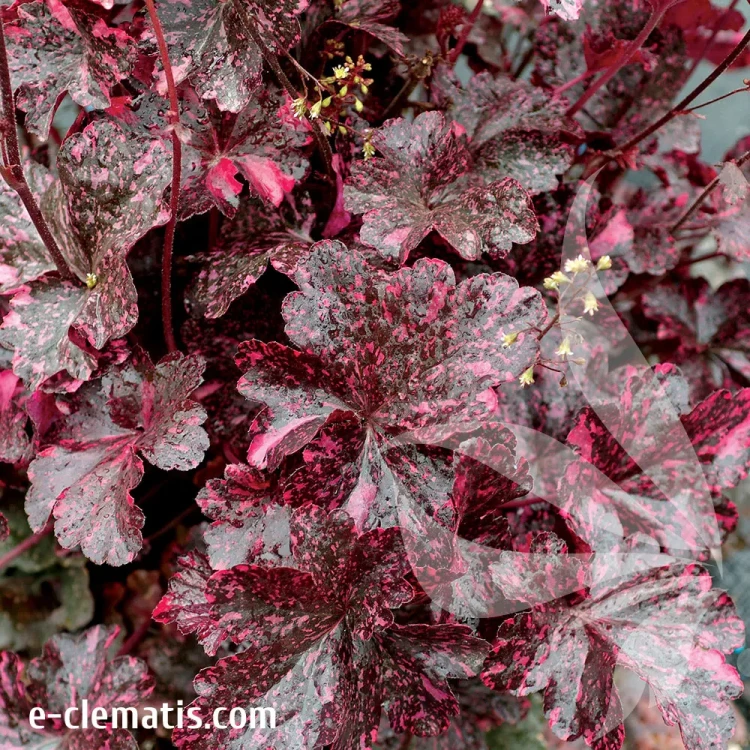 heuchera-midnight-rose-1-e-clematis.webp