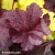 heuchera-midnight-rose-2-e-clematis.webp