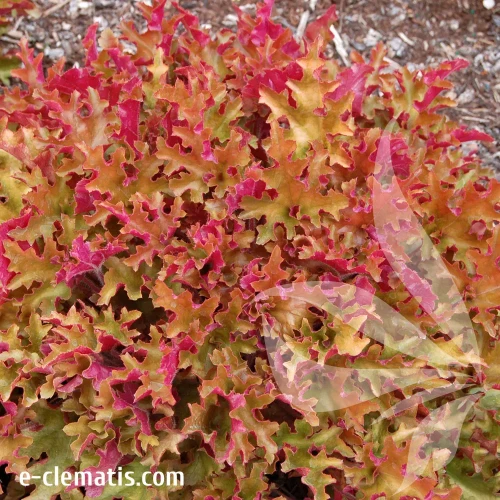 heucherella-marmalade-3-e-clematis.webp