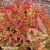 heucherella-marmalade-3-e-clematis.webp