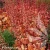 heucherella-marmalade-1-e-clematis.webp